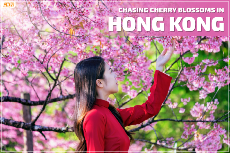 cherry blossoms in Hong Kong