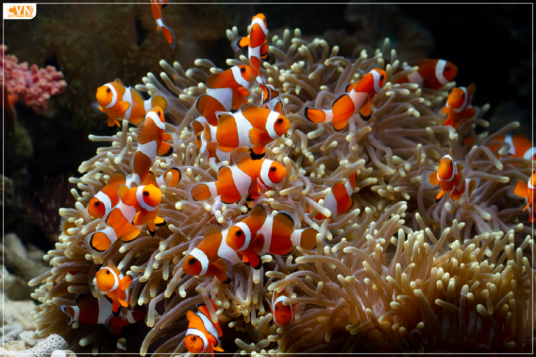 Know Everything About Clownfish Shrinking